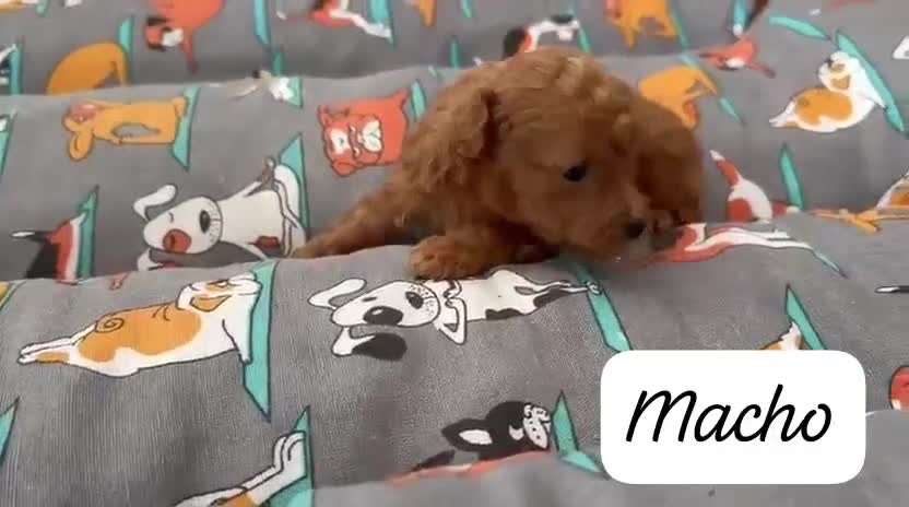 Caniche Toy perros en venta: Machos y hembras de caniche toy en Badajoz - Video 3