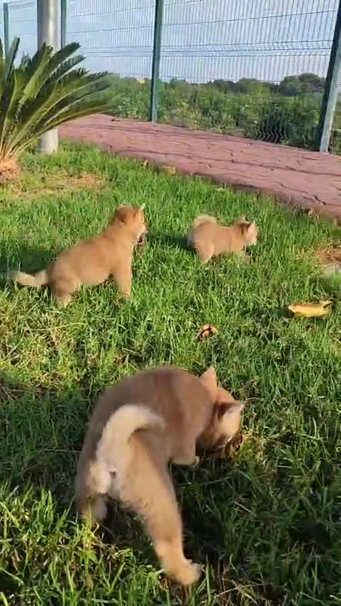 Shiba Inu perros en venta: SHIBA INU - Video 1