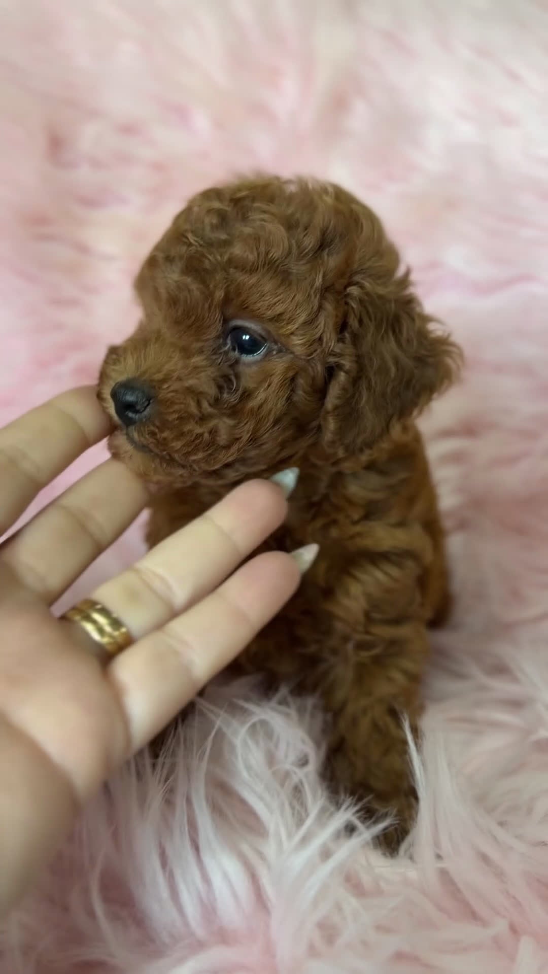 Caniche Toy perros en venta: Caniche Toy roja pimentón  - Video 1