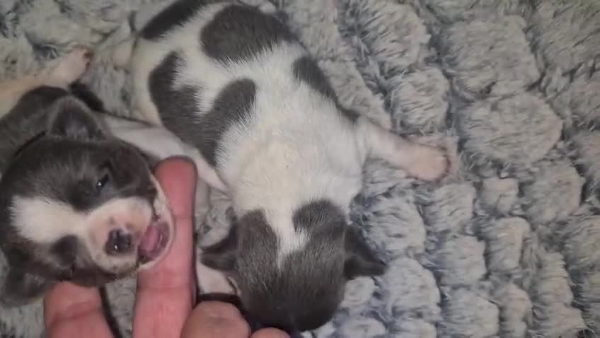 Chihuahua perros en venta: Chihuahua Toy hembra  - Video 3