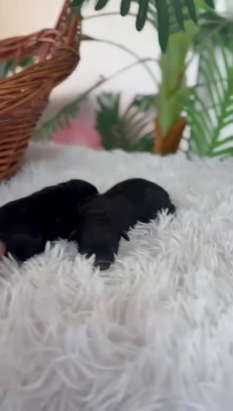 Caniche Toy perros en venta: CANICHE TOY - Video 2