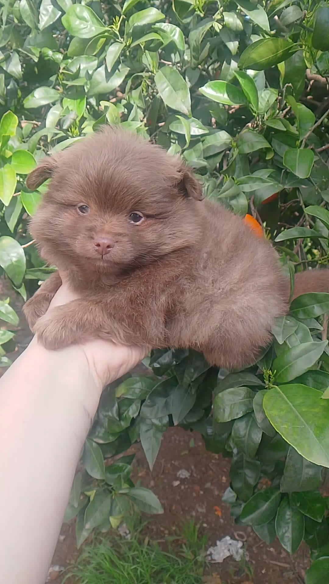 Pomchi perros en venta: Pomchi macho 450€ precio real  - Video 2