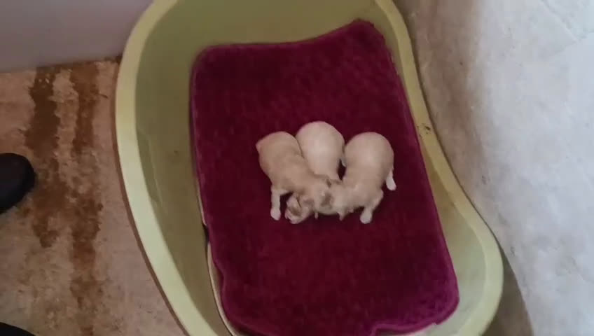 Maltipoo perros en venta: LINDAS HEMBRITAS DE MALTIPOOS - Video 2