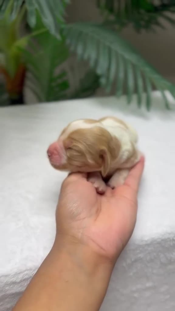 Cocker Spaniel Inglés perros en venta: COCKER SPANIEL INGLÉS  - Video 1