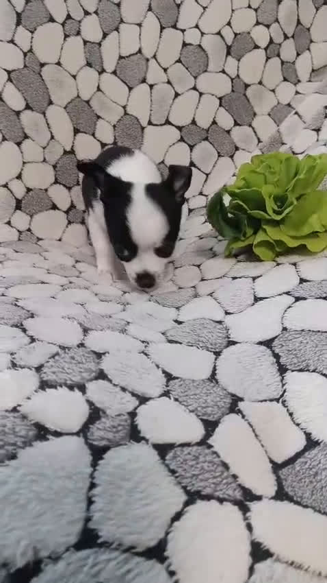 Chihuahua perros en venta: Chihuhuas toy - Video 1