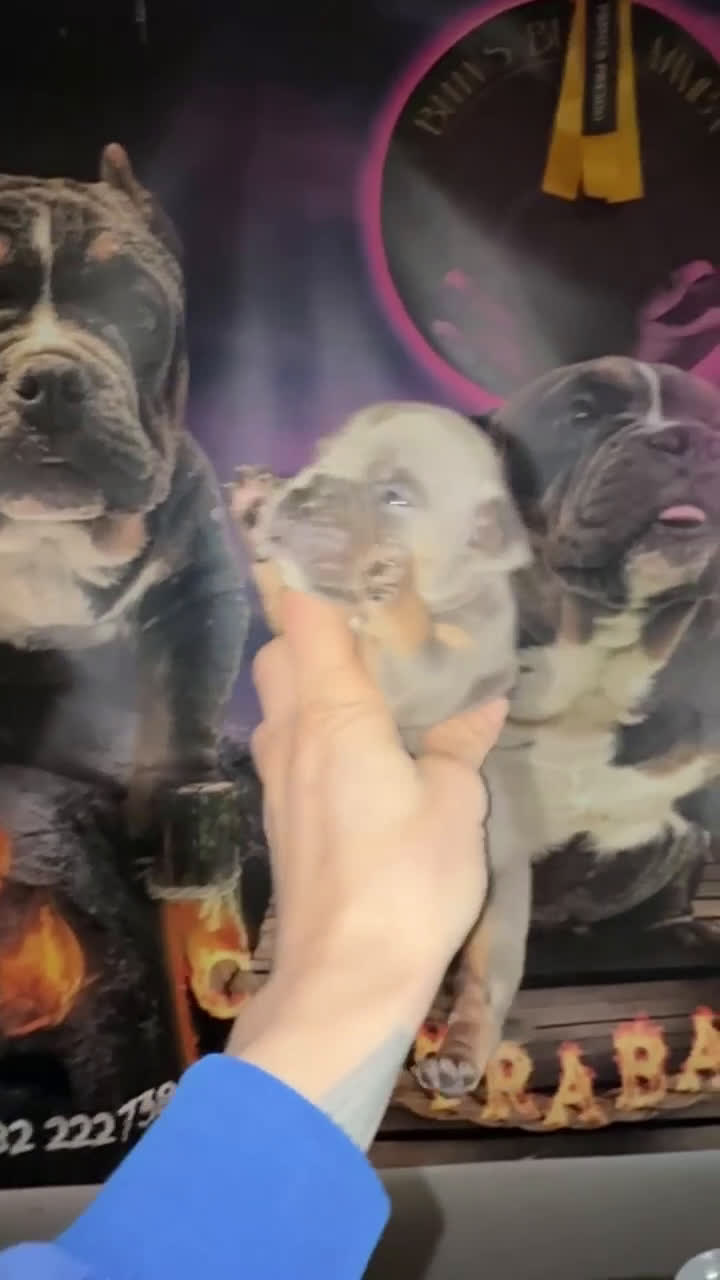 American Bully perros en venta: Macho American Bully  - Video 2