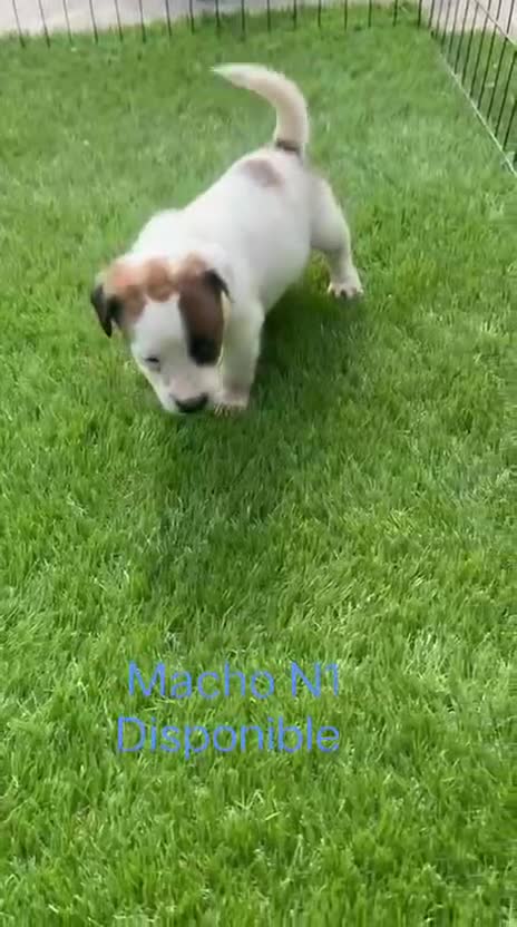Jack Russell Terrier perros en venta: Jack Russell Pelo Corto y patitas cortas Bicolores - Video 1