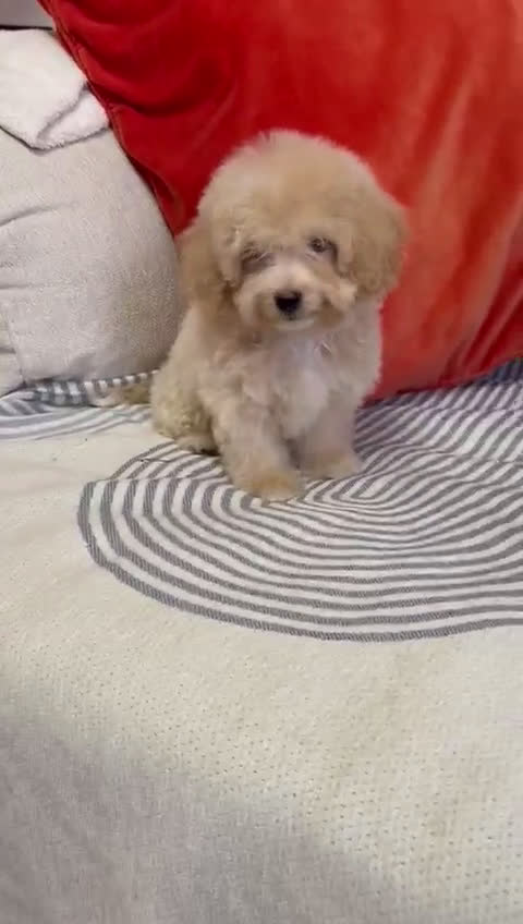 Caniche Toy perros en venta: Caniche toys  - Video 1