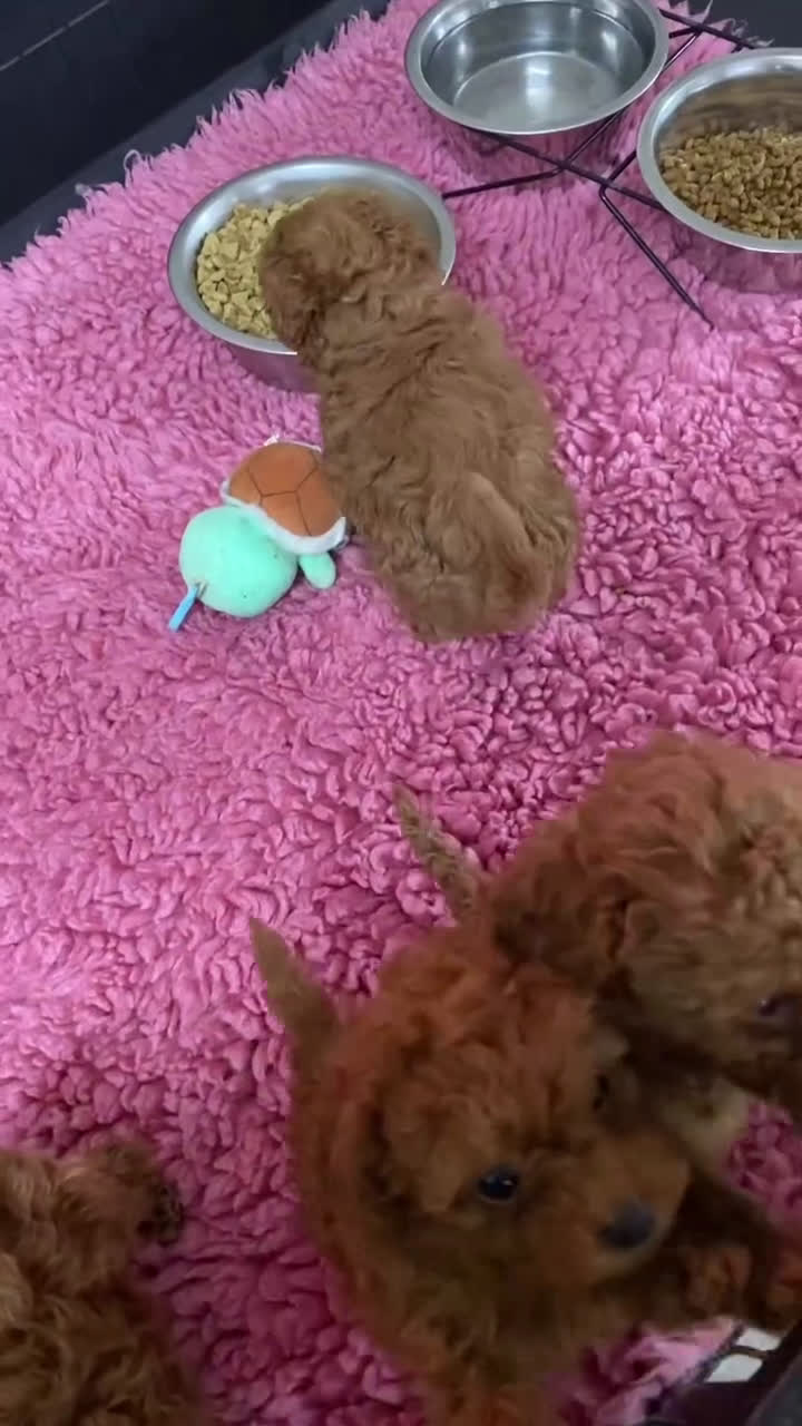 Caniche Toy perros en venta: ‼️‼️CANICHE TOY ROJOS 50% ASIÁTICOS  - Video 1