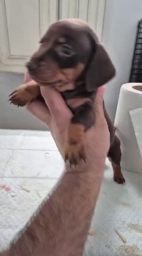 Teckel Miniatura perros en venta: Camada teckel chocolate y arlequín chocolate  - Video 3