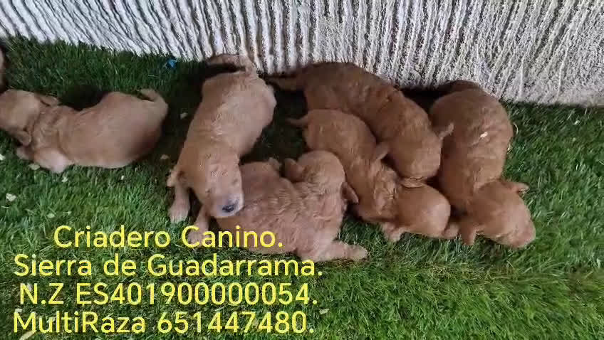 Caniche Toy perros en venta: Reservas Nueva Camada de Caniche Toy - Video 2