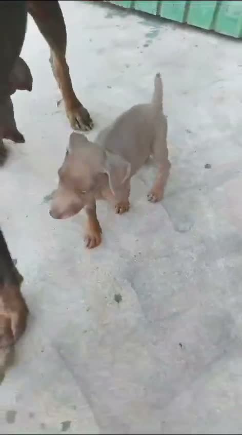 Dobermann perros en venta: Dóberman  - Video 1