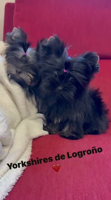 Yorkshire Terrier perros en venta: Monísimo Yorkshire Toy - Video 1