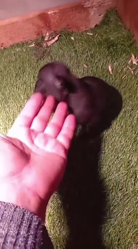 Bulldog Francés perros en venta: Bulldog francés  - Video 4