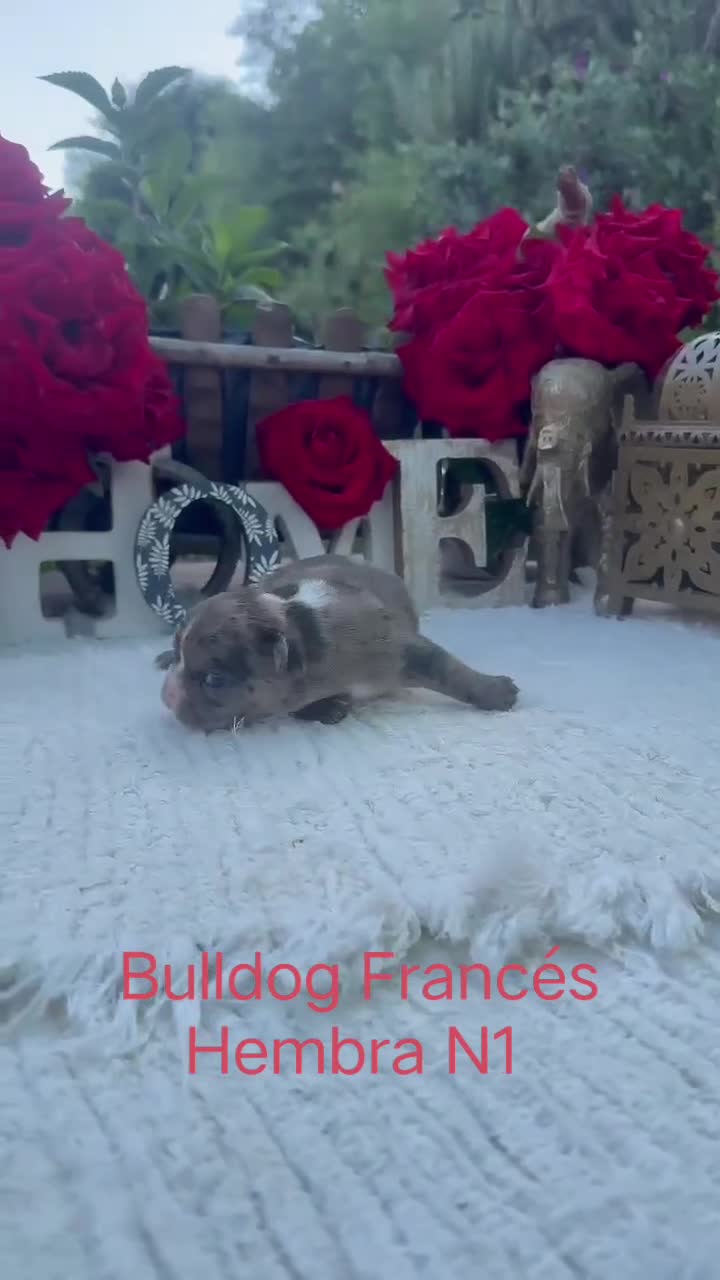 Bulldog Francés perros en venta: Bulldog francés exóticos merles preciosos  - Video 4
