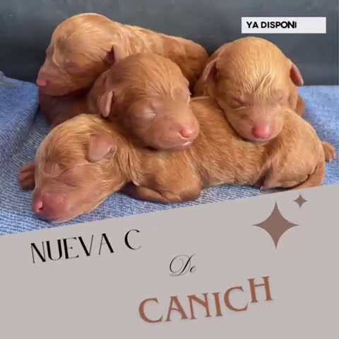 Caniche Toy perros en venta: Caniches Toy  - Video 2
