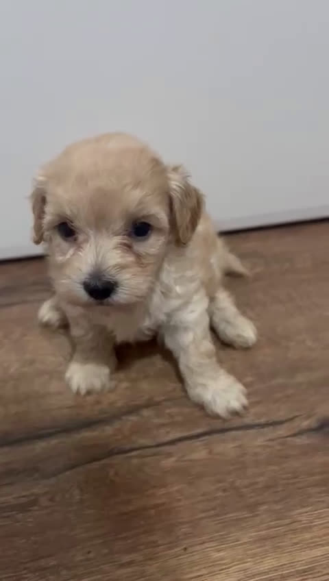 Maltipoo perros en venta: camada de maltipoo - Video 2