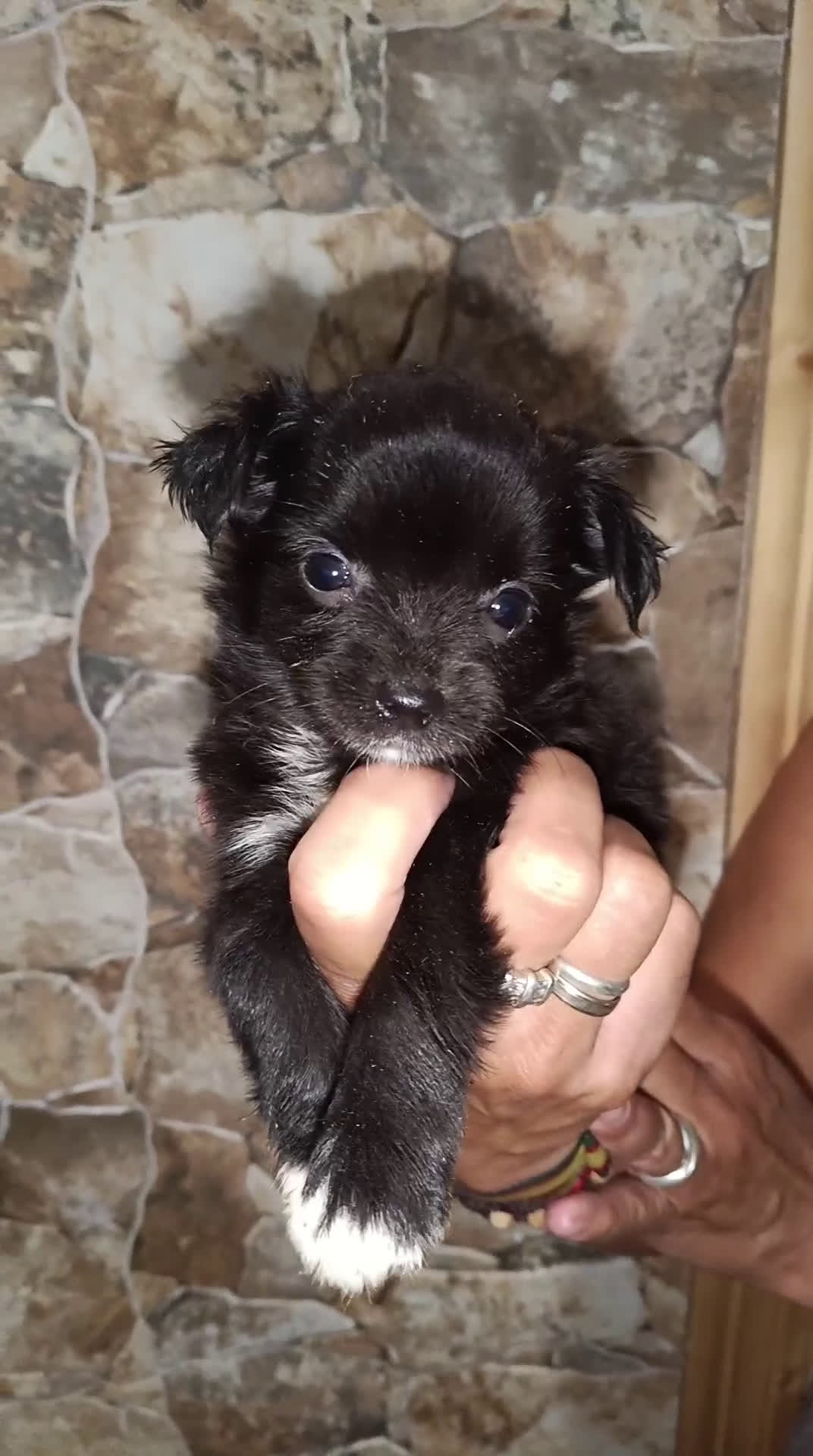 Chihuahua perros en venta: Chihuahua Toy hembras  - Video 1