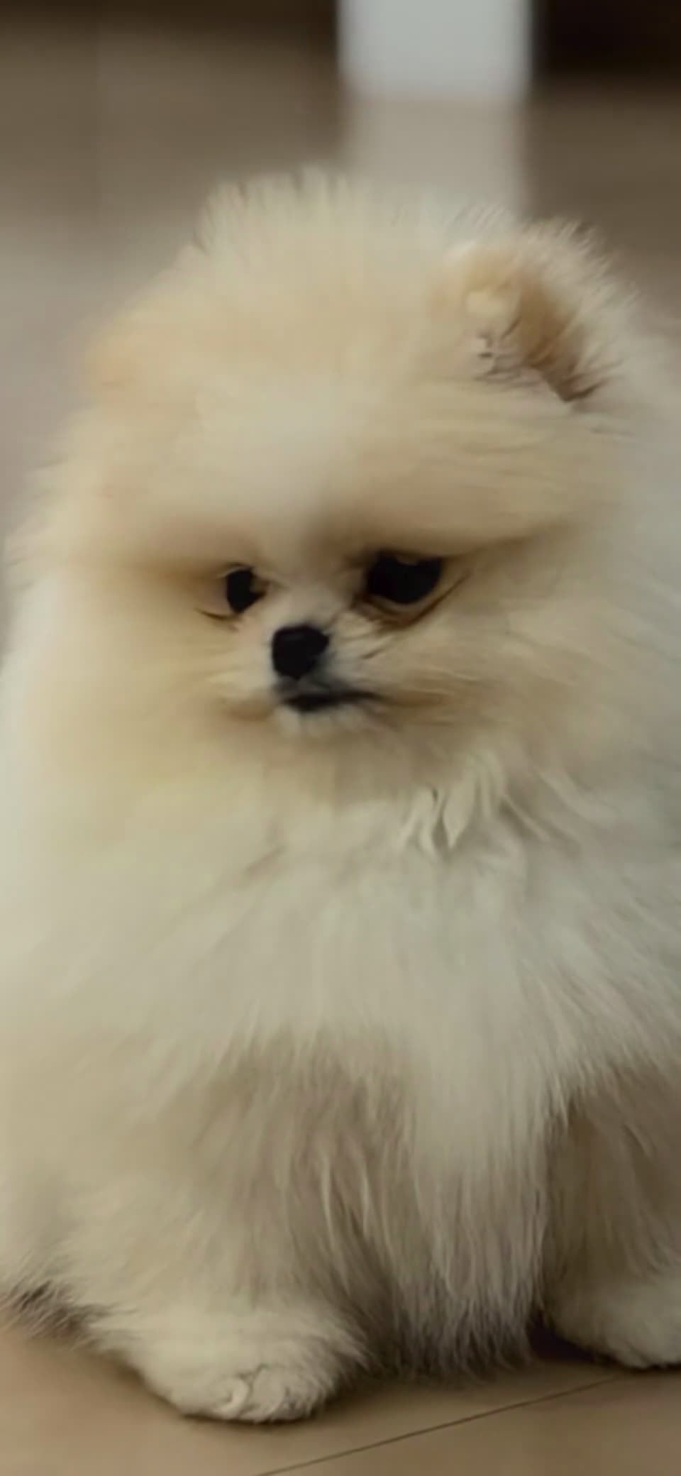 Pomerania perros en venta: Pomerania blanco - Video 1
