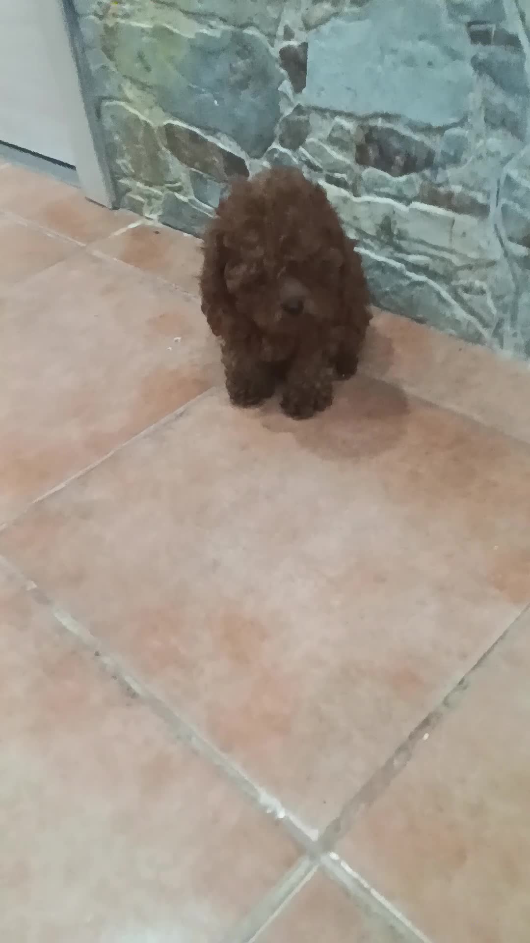 Caniche Toy perros en venta: CANICHE TOY - Video 3