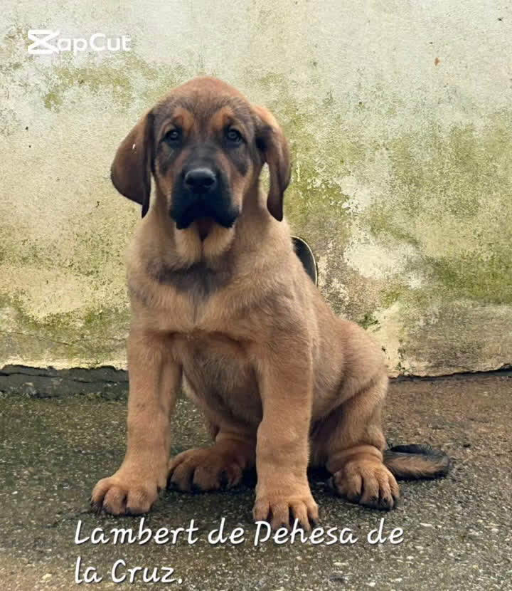 Mastín Español perros en venta: Mastín Español - Video 4