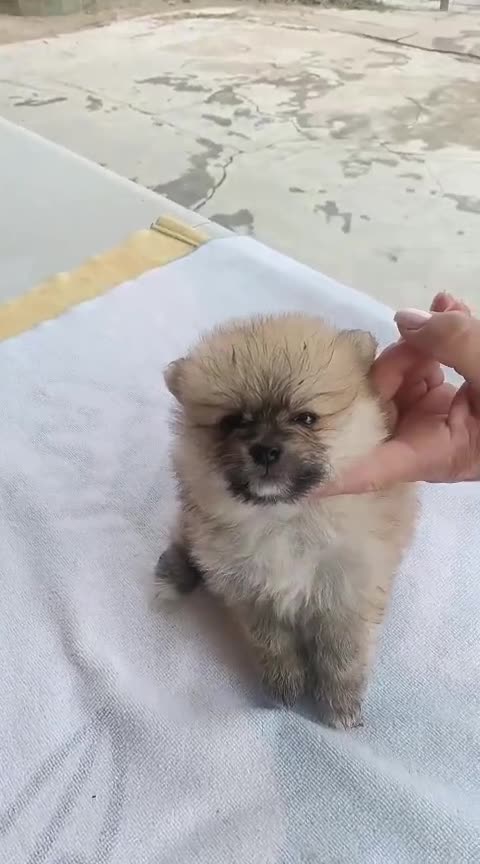 Pomerania perros en venta: ECONÓMICOS Disponible Hembras y 2 macho POMERANIA - Video 2