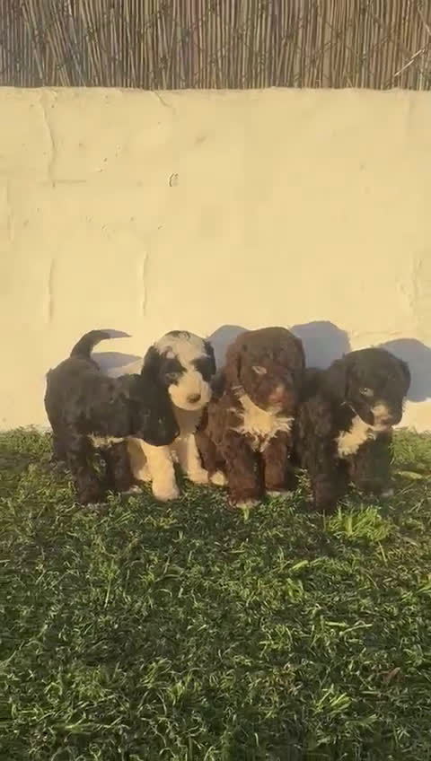 Perro de Agua Español perros en venta: Perro de agua!!? - Video 1