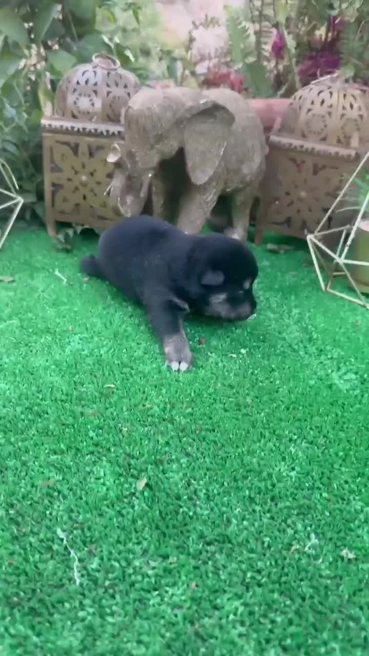 Shiba Inu perros en venta: Shiba Inu bebes preciosos negros y rojos  - Video 1
