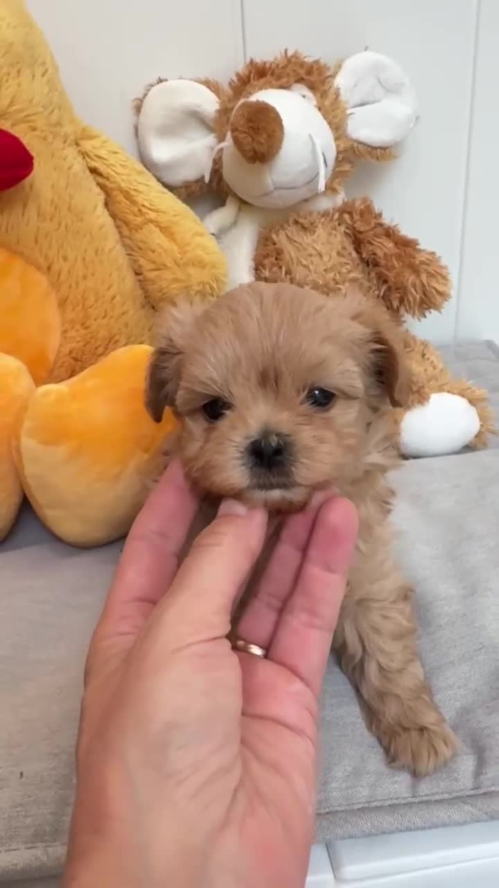 Maltipoo perros en venta: Maltipoo asiáticos de máxima calidad  - Video 4