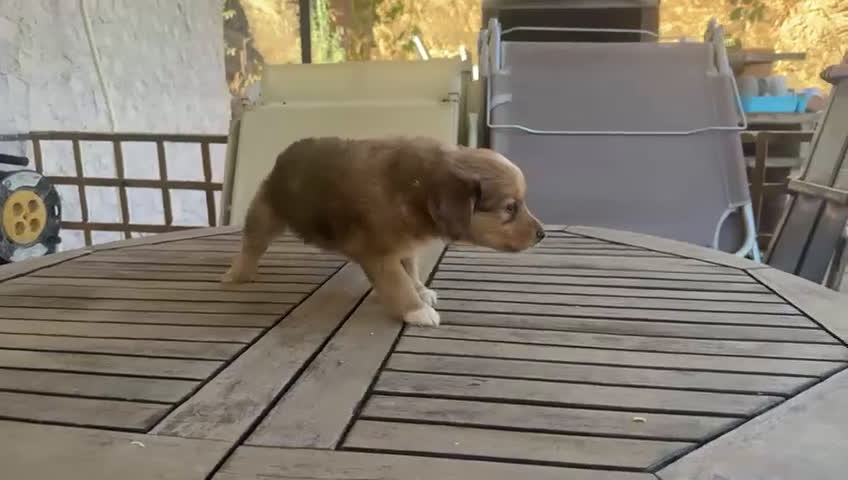 Raza Mixta perros en venta: Golden retriever con bulldog francés  - Video 5