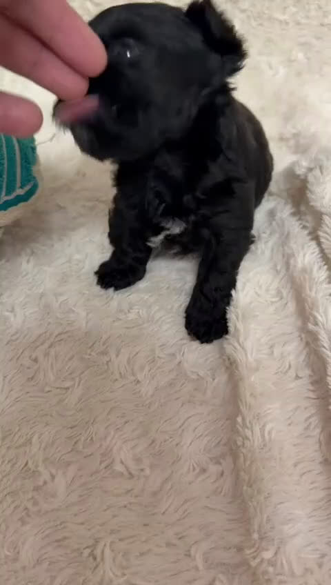 Yorkiepoo perros en venta: Yorkiepoo negrito  - Video 1