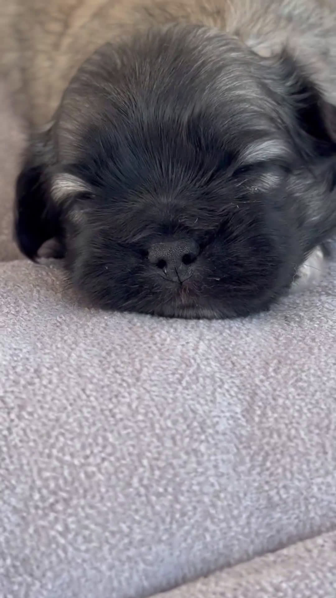 Maltipoo perros en venta: 🐾 Lotus, Maxi y Bom – Maltipoos únicos 🐾 - Video 1