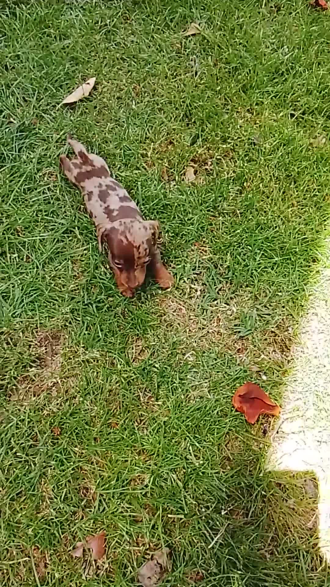 Teckel perros en venta: Cachorra de teckel  - Video 1