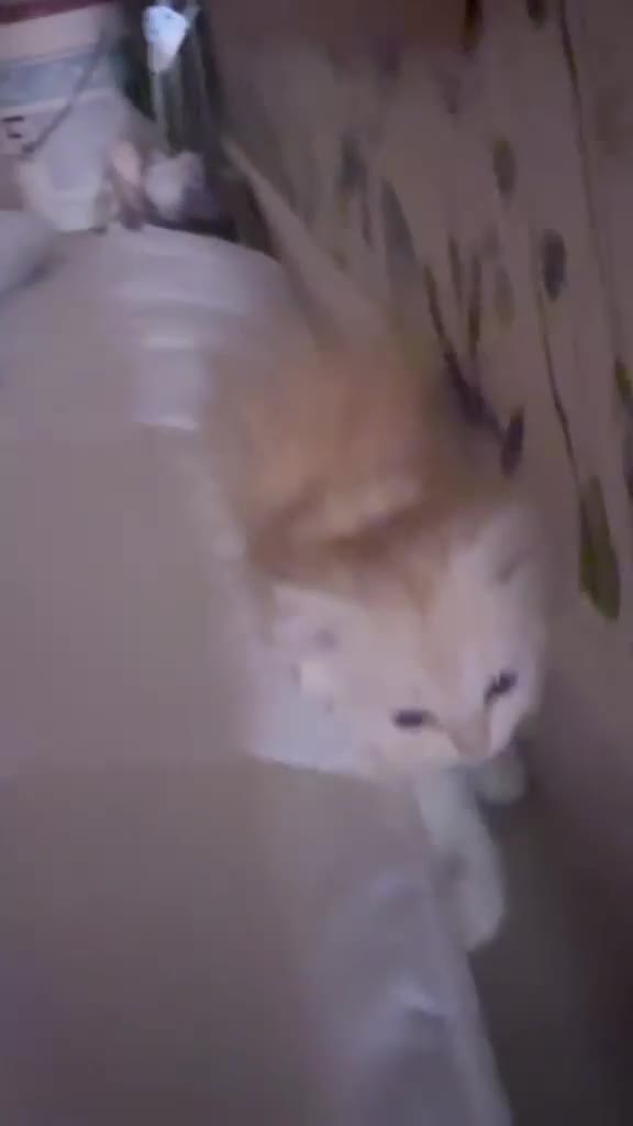 Persa gatos en venta: Gatos persas - Video 3