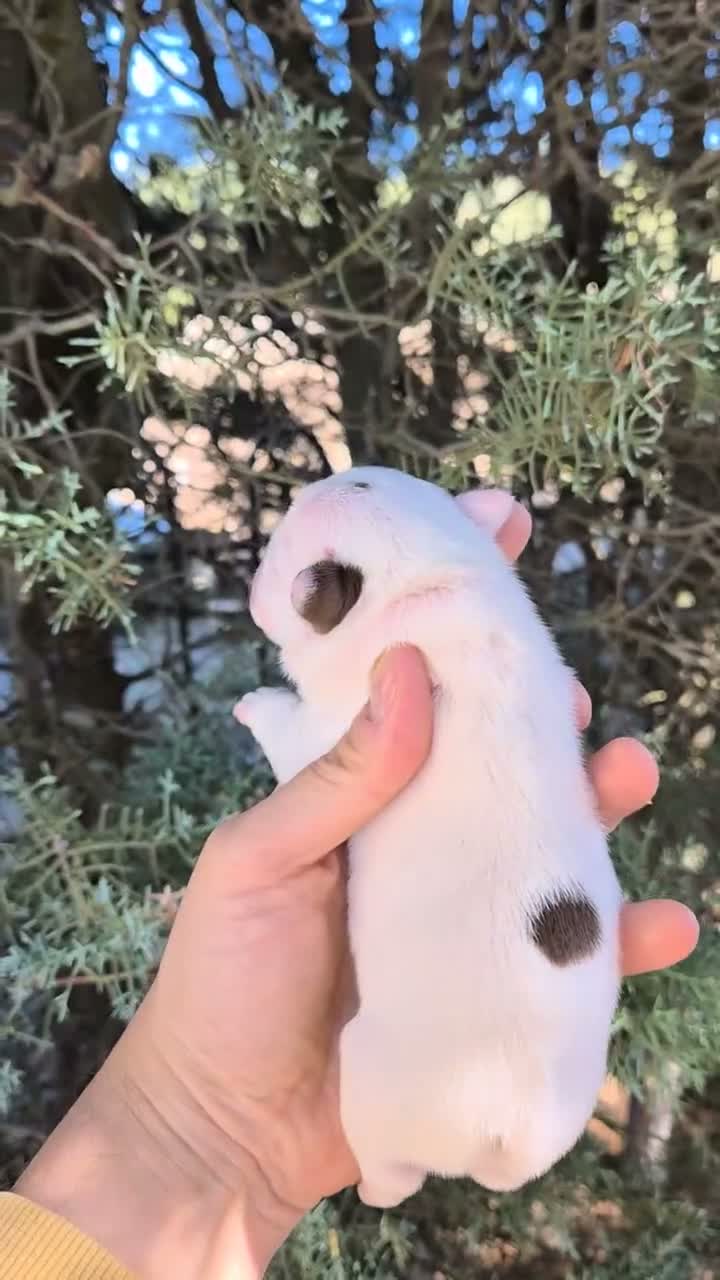 Bulldog Francés perros en venta: Machitos bulldog francés  - Video 1