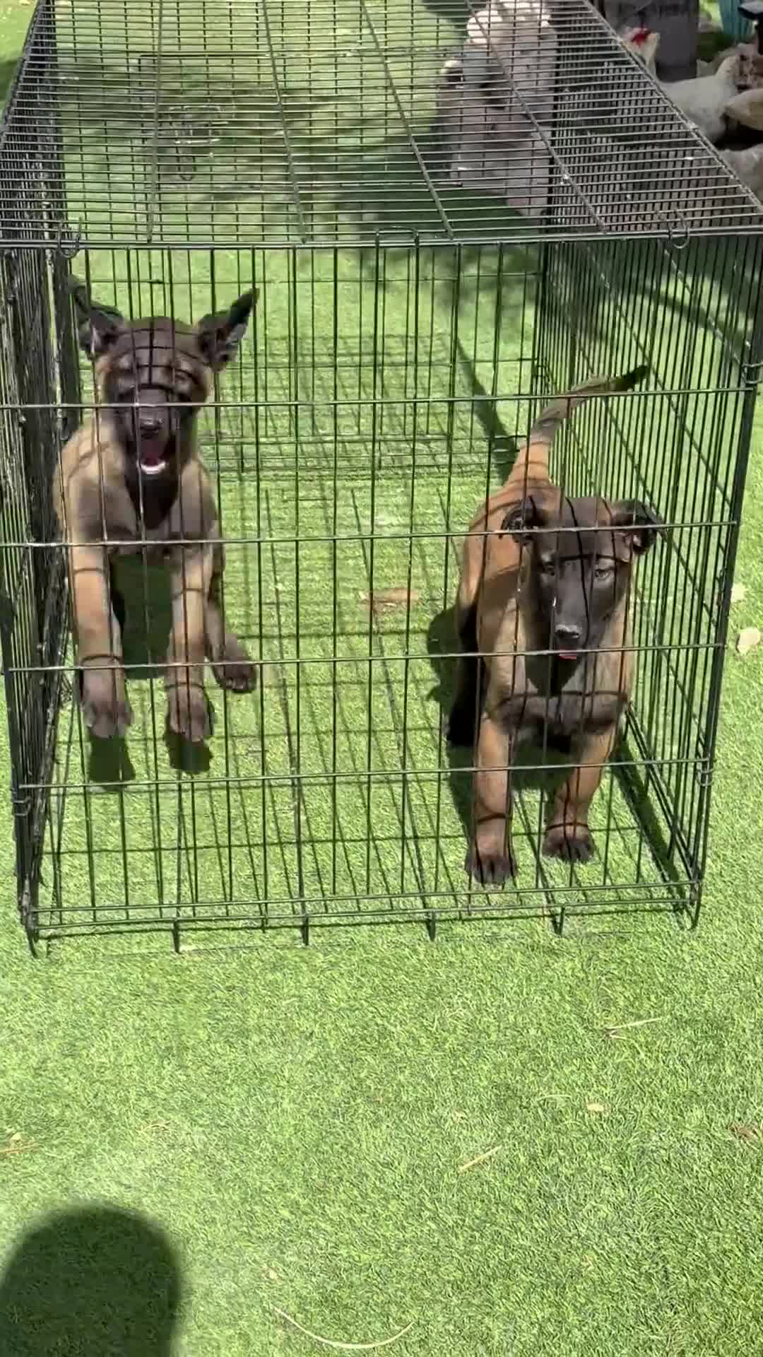 Pastor Belga Malinois perros en venta: Cachorras de Malinois carbonadas - Video 1