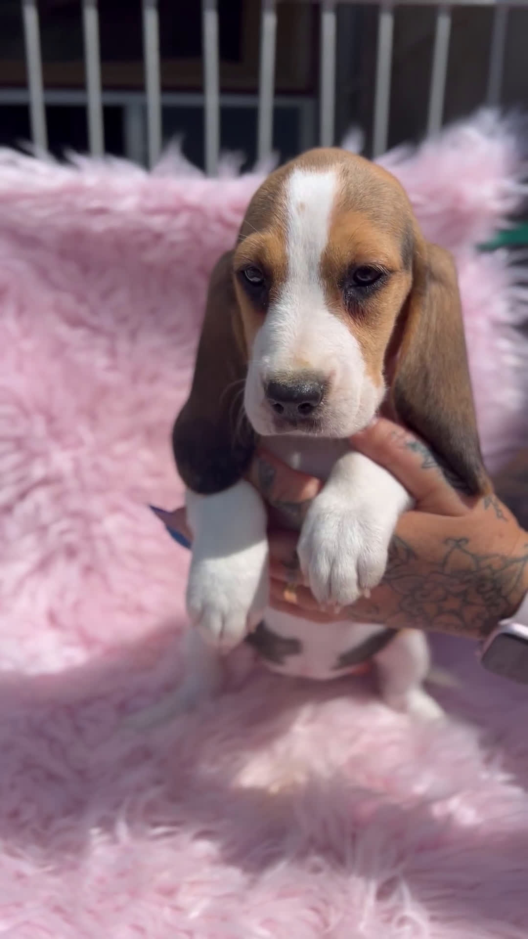 Beagle perros en venta: BEAGLE tricolor hembra  - Video 1