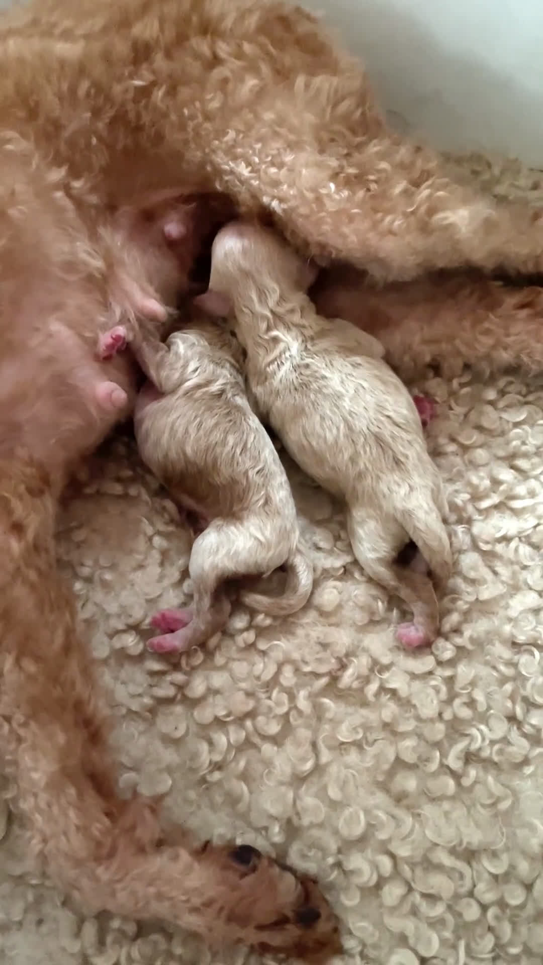 Caniche Toy perros en venta: Caniche toy Crema macho - Video 1