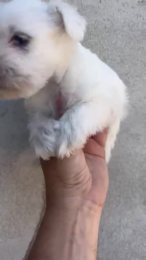 Schnauzer Miniatura perros en venta: Schnauzer miniatura blanco - Video 1