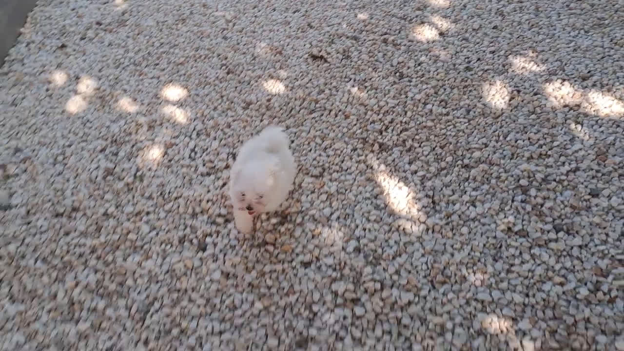Bichón Maltés perros en venta: Cachorrito Bichon Maltes Toy  - Video 3