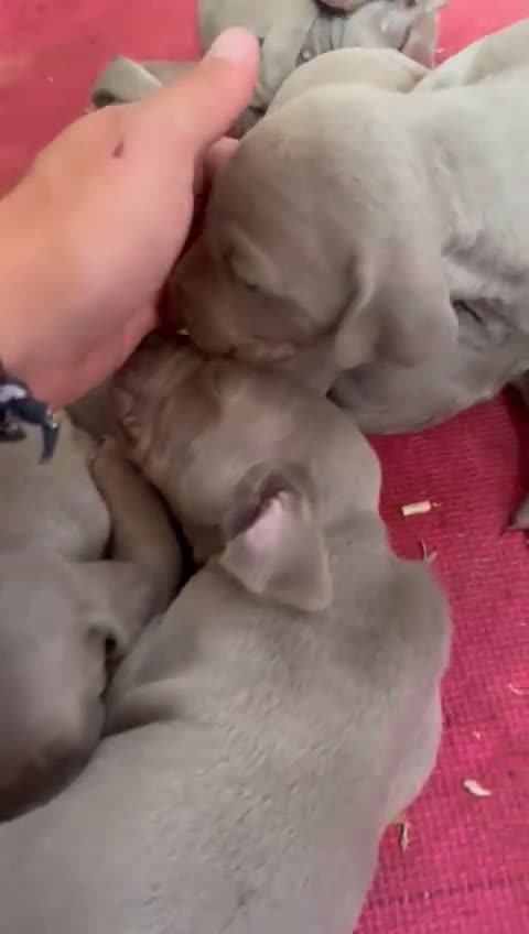 Weimaraner perros en venta: Braco de Weimar, cachorros  - Video 1