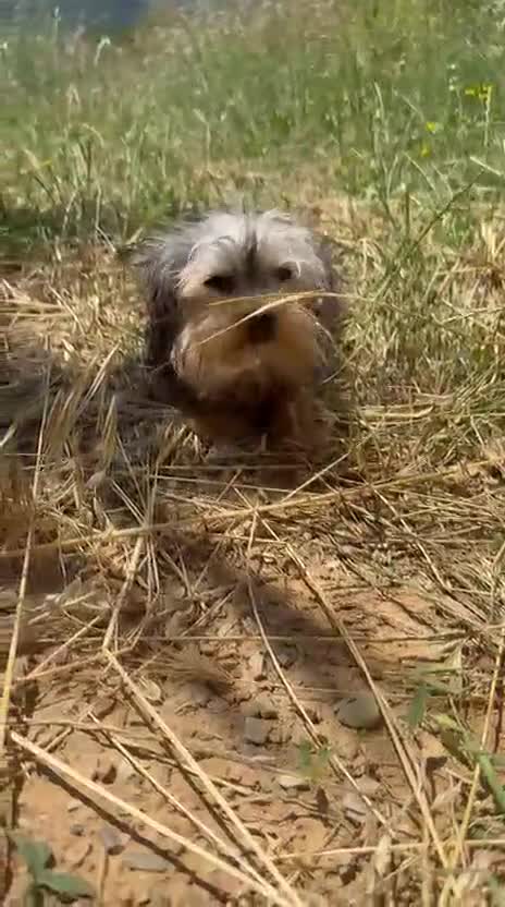Yorkshire Terrier perros en venta: Yorkshire mini Toy  - Video 1