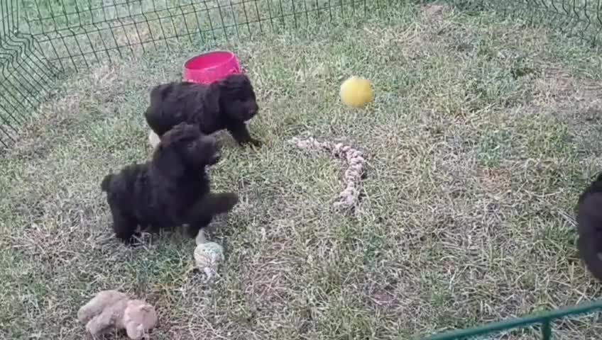 Perro de Agua Español perros en venta: CAMADA DE PERRO DE AGUA ESPAÑOL  - Video 2