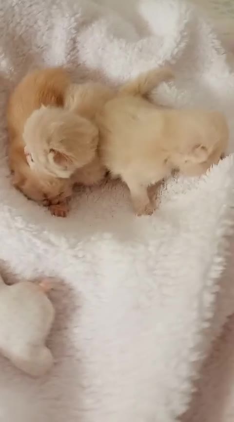 Exótico de Pelo Largo gatos en venta: Gatitos persa y malayo disponible - Video 1