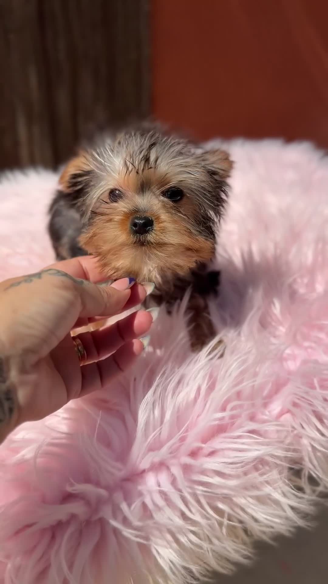 Yorkshire Terrier perros en venta: Yorkshire hembra Minitoy  - Video 2