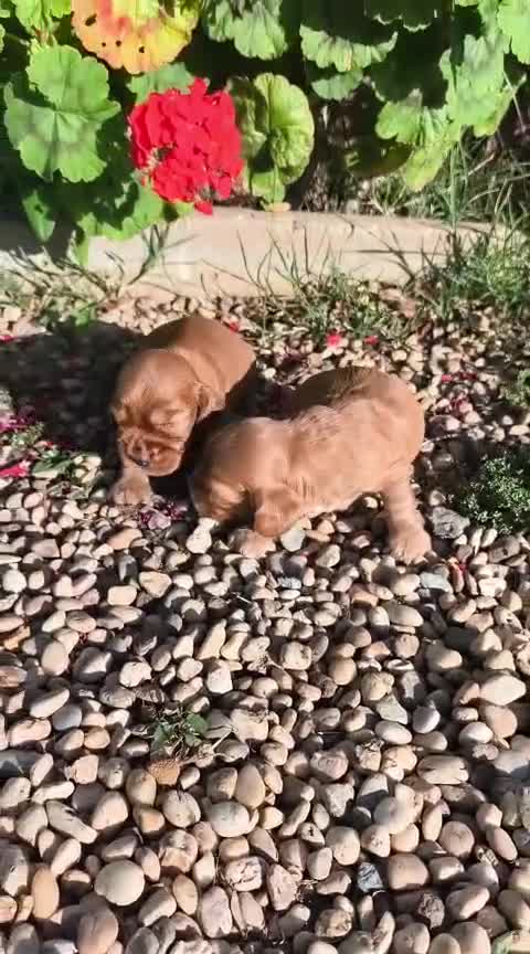 Cocker Spaniel Inglés perros en venta: Cocker spaniel inglés  en Sevilla - Video 1