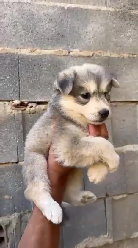 Husky Siberiano perros en venta: Disponible huskys de Calidad  - Video 4