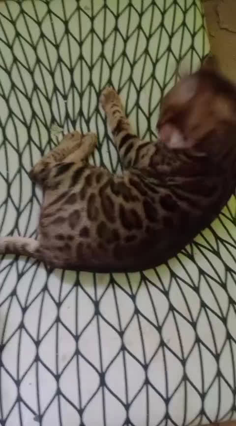 Bengalí gatos en venta: Gatos bengalis tienen 8 meses  - Video 1