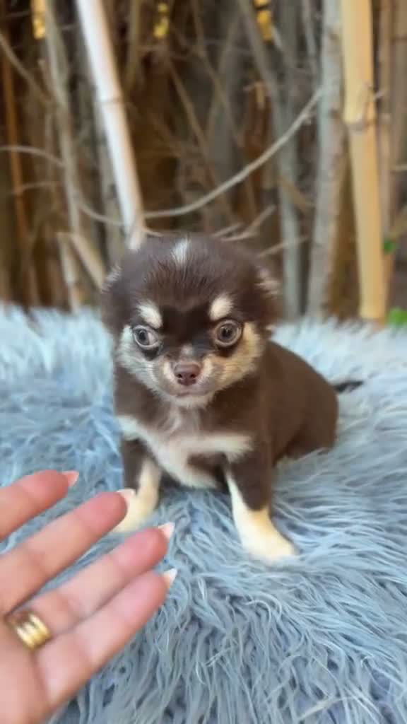 Chihuahua perros en venta: Chihuahua chocolate - Video 1