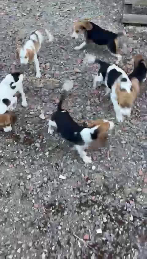 Beagle perros en venta: Se venden cachorritos beagle - Video 1